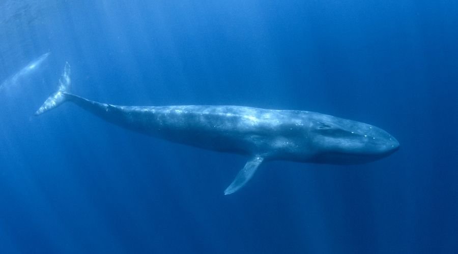 Blue whales Iceland Whale