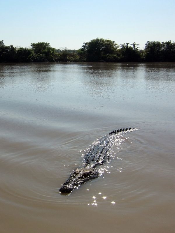 Jatbula Trail Crocodiles