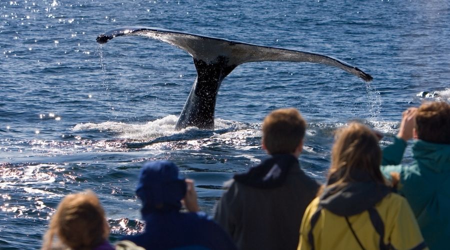 Whale Watching Iceland TOur
