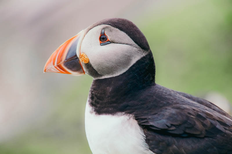 Icelandic Puffin Meat
