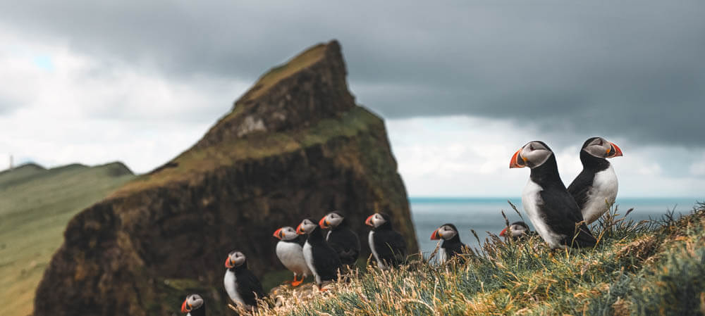 best time puffins iceland
