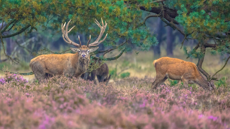 Veluwezoom - Deer in purple fields