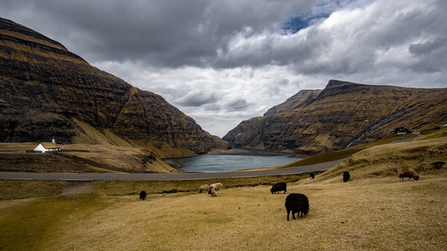 Sheep on road Faroe Island
