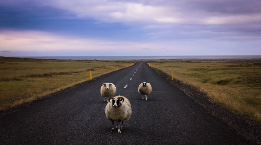 Sheep Road Faroe Islands