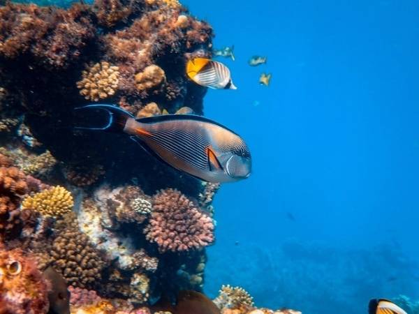 Animals Great Barrier Reef Australia