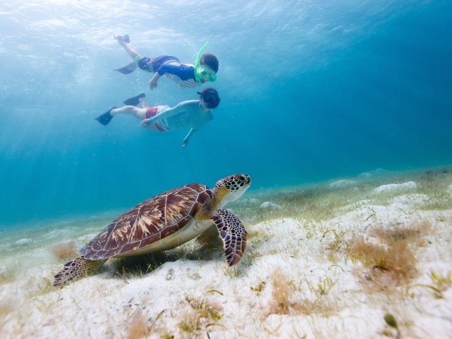 Snorkeling Turtles in Spain