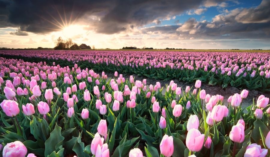 Best Time to visit the Tulips Fields in the Netherlands