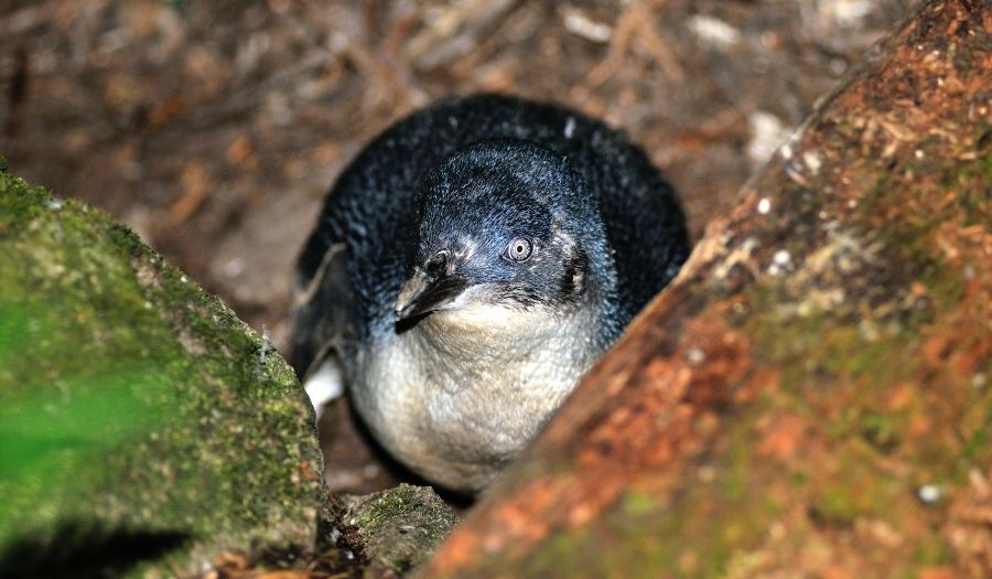 Tasmania - Penguins