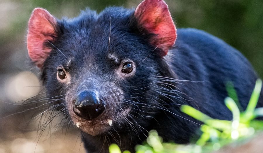 Tasmanian Devil - Australia
