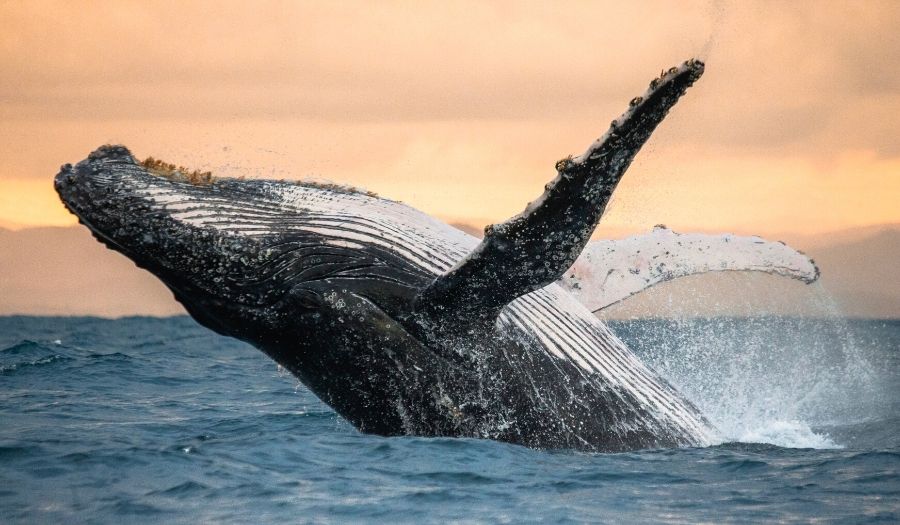 Whales Faroe Island