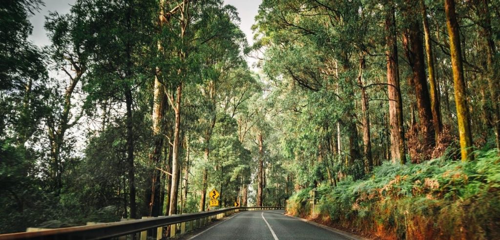 Australia Rainforest