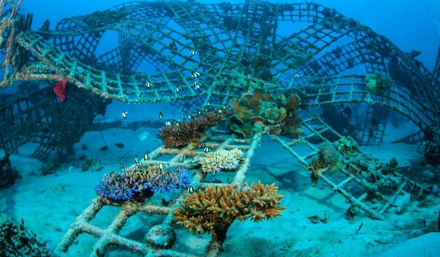 Best scuba diving in Bali: Biorock Reefs in Pemuteran Bali Scuba Diving