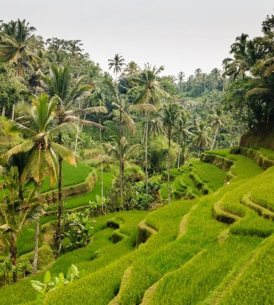tegalalang rice field