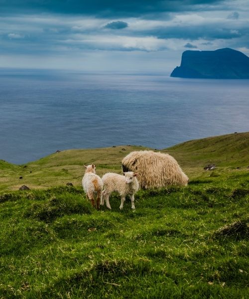 Faroe Islands Spring